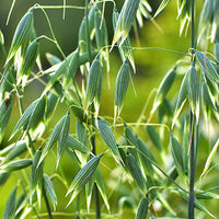 Black_Oat Featured Ingredient - L'Occitane