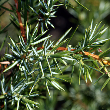 Featured Ingredient - L'Occitane