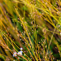 Camelina Featured Ingredient - L'Occitane