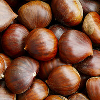 Chestnut_1 Featured Ingredient - L'Occitane