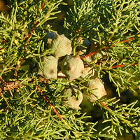 Cypress Featured Ingredient - L'Occitane