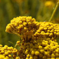 Immortelle_3 Featured Ingredient - L'Occitane