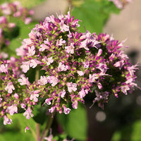 Marjoram Featured Ingredient - L'Occitane