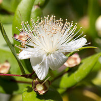 Myrtle Featured Ingredient - L'Occitane