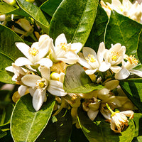 Neroli Featured Ingredient - L'Occitane