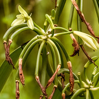 Vanilla Featured Ingredient - L'Occitane