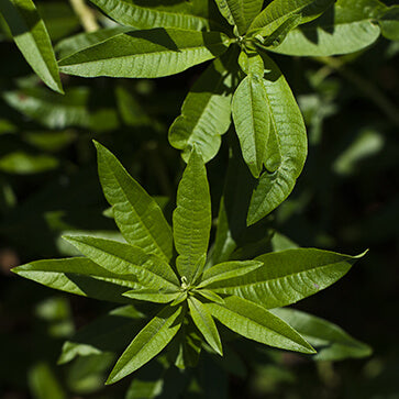 Featured Ingredient - L'Occitane
