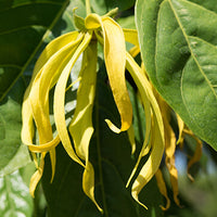 Ylang_Ylang Featured Ingredient - L'Occitane